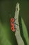 Close up shot of young Box elder bug