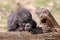 Close up shot of a young western Lowland Gorilla