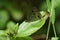 Close up shot of Ypthima huebneri butterfly