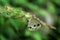 Close up shot of Ypthima huebneri butterfly spawning