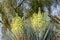 Close up shot of Yucca flower blossom