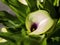 Close up shot of Zantedeschia Hybrid blossom