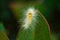 Close-up shots of white worms on the leaves