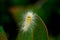 Close-up shots of white worms on the leaves