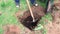 Close-up of a shovel mixing humus or compost in a hole.