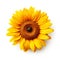 close-up showcases a cheerful sunflower, its bright yellow petals bursting with vibrant colors.
