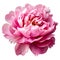 close-up showcases a vibrant pink peony, its lush petals bursting with radiant colors.