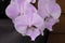 Close up of showy purple vanda orchids