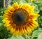 Close up a showy sunflower head.
