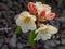 Close-up of a Shrub with blooming pink Rhododendron Ericaceae