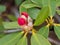 Close-up of a Shrub with blooming pink Rhododendron Ericaceae