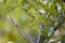 Close up of shrub fruits in Argentine pampas