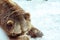 Close-up shy Grizzly Bear in the winter with snow life styleeat play chill