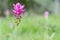 Close-up Siam Tulip florescent on the field in the rainy season in the morning mist. Pa Hin Ngam Park , Chaiyaphum province , Thai