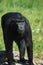 Close up of a siamang gibbon