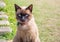 Close up on Siamese cat named Moon Diamond or seal brown, also c