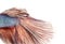 Close-up of a Siamese fighting fish\'s caudal fin, Betta splendens