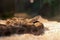 Close-up of a Siamese Russell\\\'s viper coiled on the ground.