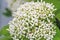 Close up Siamese White ixora on natural light