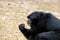 Close up of Sianang Gibbon eating food