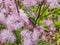 Close-up of the Siberian columbine meadow-rue, French or greater meadow-rue Thalictrum aquilegiifolium flowering with clusters