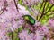 Close-up of the Siberian columbine meadow-rue, French or greater meadow-rue Thalictrum aquilegiifolium flowering with clusters