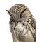 Close-up of a Siberian Eagle Owl sleeping - Bubo bubo