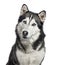 Close-up of a Siberian Husky, 4 years old ,