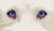Close up siberian husky blue eyes vectorized