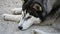 Close up of siberian husky dog