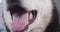 Close up Siberian Husky dog's mouth Teeth show some dental. High quality footage.