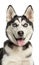 Close-up of a Siberian Husky puppy, 6 months old, panting