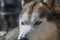 Close Up Of A Sibernian Huskey Dog