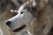 Close Up Of A Sibernian Huskey Dog