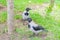 Close up of sick black and grey crow in the park