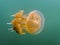 Close up Side Angle Golden Jellyfish in Blue Green Underwater Background