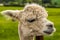 A close-up, side face view of a recently sheared, apricot coloured Alpaca in Charnwood Forest, UK on a spring day