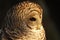Close up side portrait of a Barred Owl with a dark background