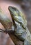 Close up side portrait of frilled lizard on tree