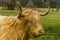 A close up side profile of a blond  matriarch  Highland cow in a field near Market Harborough  UK