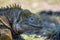 Close up of the side profile of a bright yellow adult land iguana, iguana terrestre between green cactus plants at South Plaza