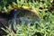 Close up of the side profile of a bright yellow adult land iguana, iguana terrestre between green cactus plants at South Plaza