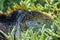 Close up of the side profile and eye of a bright yellow adult land iguana, iguana terrestre between green cactus plants at South