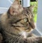 Close up Side Profile of Gray Stripe Cat on blue stairs