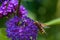 Close up from the side to a hornet mimic hoverfly Volucella zonaria on buddleia blossoms