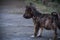 Close Up Side View Adorable Dark Brown Black Pekingese Mix Of Multiple Breed Puppy Looking At Something In House Yard