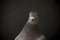 Close up side view beautiful head shot of speed racing pigeon bi