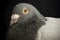 Close up side view beautiful head shot of speed racing pigeon bi