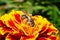 Close-up side view of Caucasian wild bee on a orange-red tagetes