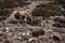 Close up, side view of domestic yak Bos grunniens carrying gro